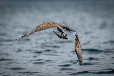 REKDAL, NORway - 2019 Nisan. Whitetaile Kartalı balıklarla uçuyor..