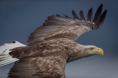 REKDAL, NORway - 2019 Nisan. Whitetaile Kartalı kapandı..