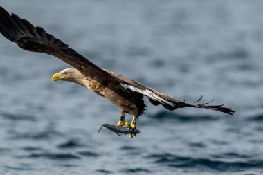 REKDAL, NORway - 2019 Nisan. Whitetaile Kartalı balık yakalıyor.