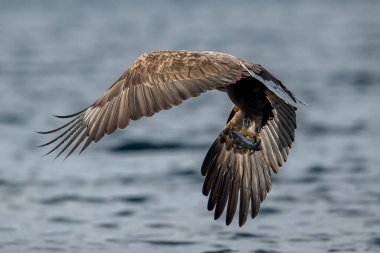REKDAL, NORway - 2019 Nisan. Whitetaile Kartalı balık yakalar ve uçar gider..