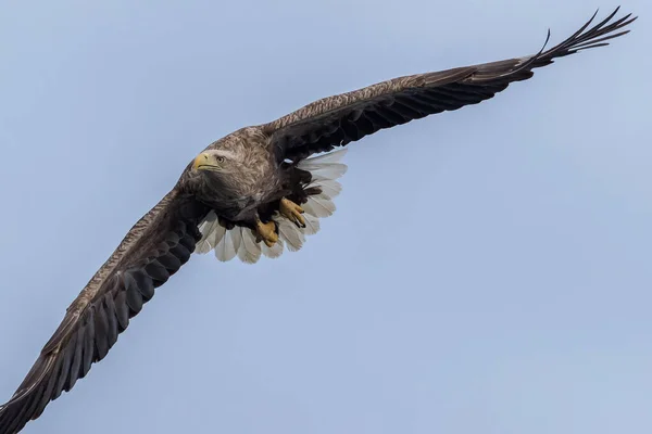 Rekdal Norwegen 2019 April Weißkopfadler Fliegt Auf Mich — Stockfoto