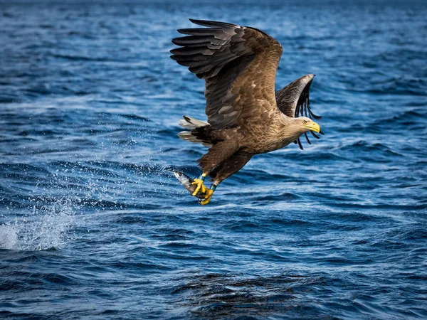 Rekdal Norwegen 2019 April Weißkopfseeadler Fliegt Nach Dem Fang Nach — Stockfoto