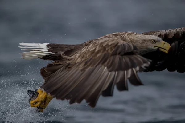 Rekdal Noruega 2019 Abril Whitetaile Águia Captura Peixe — Fotografia de Stock