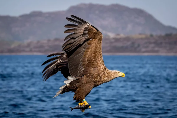 Rekdal Norway 2019 Nisan Denizde Whitetaile Kartalı — Stok fotoğraf