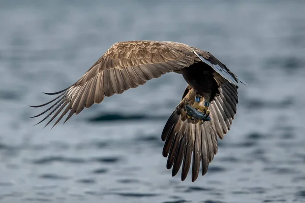 Rekdal Noorwegen 2019 April Whitetaile Eagle Vangt Vis Vliegt Weg — Stockfoto