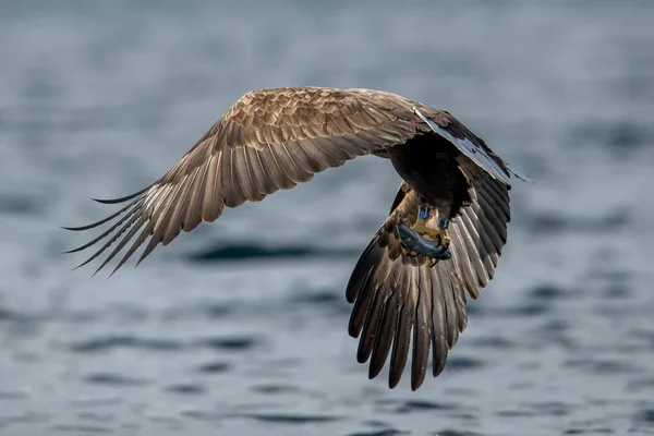 Rekdal Norge 2019 April Whitetaile Örn Fånga Fisk Och Flyga — Stockfoto