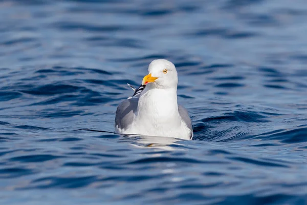 Rekdal Noruega 2019 Abril Gaivota Nadando Mar — Fotografia de Stock