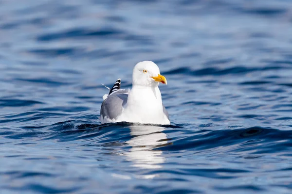 Rekdal Noruega 2019 Abril Gaivota Mar — Fotografia de Stock