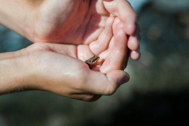 ROMEDALEN, NORWay - 2014 Temmuz 21. Bebek kurbağa insan elinde. Küçük amfibiler.
