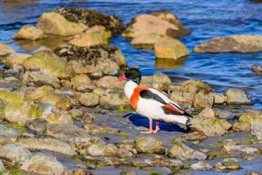 RUNDE, NORway - 2018 Haziran 08. Runde kıyısındaki Shelduck Köyü