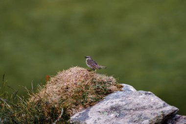 RUNDE, NORway - 2018 Haziran 08. Küçük kuş bir kayanın üzerinde duruyor..