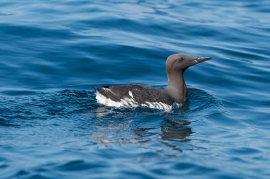 Kaçıp, Norway - 2019 Temmuz. Denizde yüzen Guillemot.