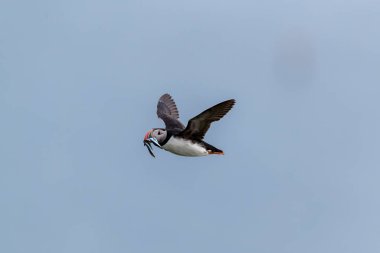 Kaçın, Norway - 2019 Haziran. Runde 'de taze balıkla eve uçan martı..