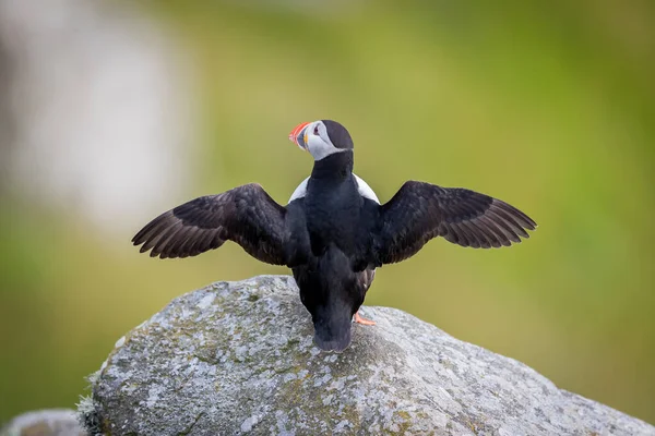 Runde Noruega 2019 Junho Puffin Com Suas Asas Pretas Runde — Fotografia de Stock