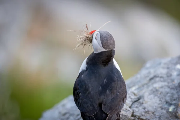 Runde Noruega 2019 Junho Puffin Com Gras Boca Runde — Fotografia de Stock