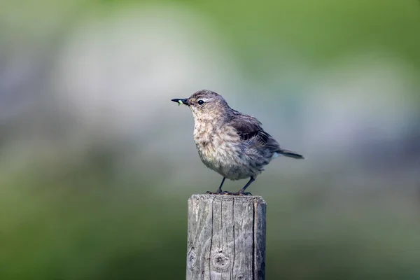 Runde Noruega 2019 Junho Pássaro Com Inseto Boca Posando Runde — Fotografia de Stock