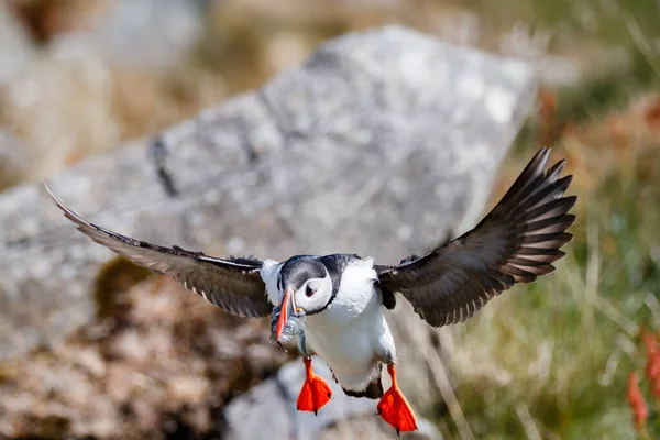 Rund Norway 2018年6月08日 新鮮な魚と家に帰るパフィン鳥 — ストック写真