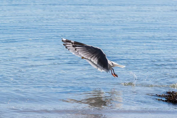 Runde Noruega 2019 Enero Gaviota Está Aterrizando Mar Runde — Foto de Stock