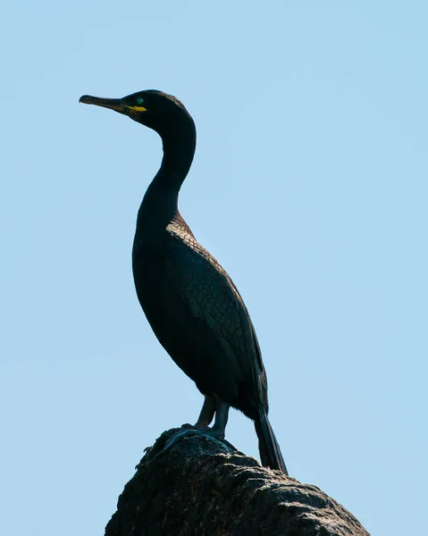 Runde Noruega 2019 Julio European Shag Mirando Desde Acantilado —  Fotos de Stock