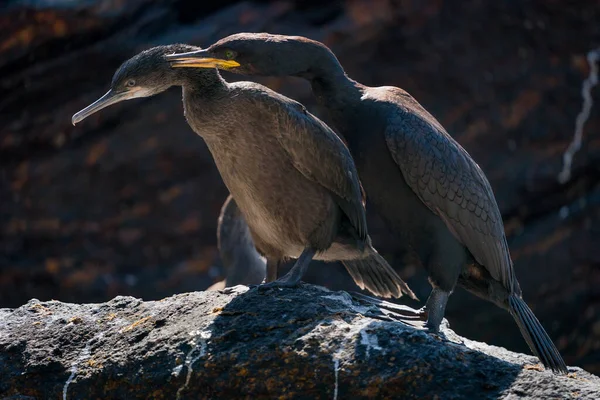 Runde Norsko 2019 Červen European Shag Maminka Čištění Peří Svého — Stock fotografie