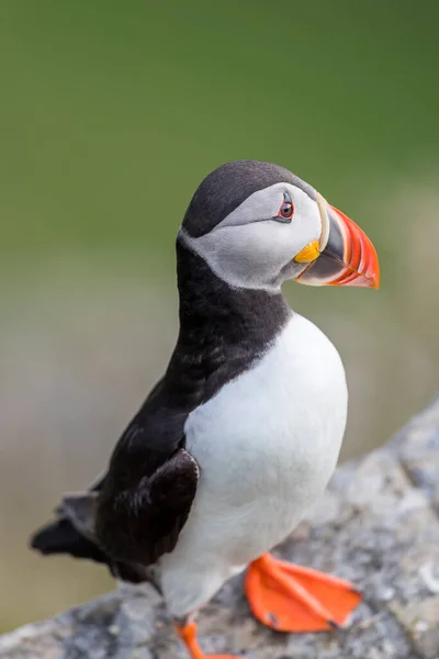 Runde Norge 2019 Juni Puffin Stående Porträtt Runde — Stockfoto