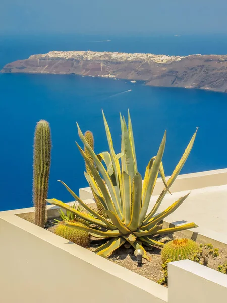 Santorini Greece 2013 August 希腊圣托里尼的海景仙人掌植物 — 图库照片