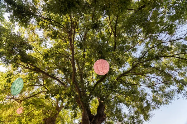 Sibenik Kroatien 2017 Augusti Stort Grönt Träd Med Ljus Lykta — Stockfoto