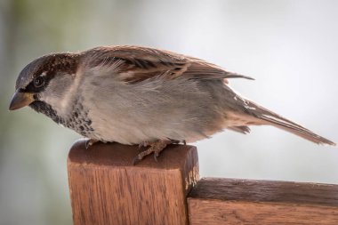 Ulsteinvik, Norrway - 2018 Ekim 01. Genç bir serçe kuşuna yaklaş