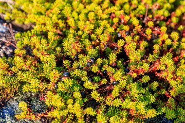 ULSTEINVIK, NORway - 24 Eylül 2017. Taze böğürtlenli yabani yeşil bitki.