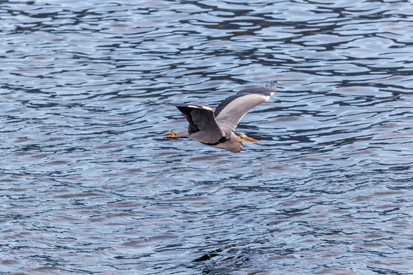 Ulsteinvik Norway Haziran 2018 Balıkçıl Kuşu Kanatları Denizin Üstünde Uçar — Stok fotoğraf