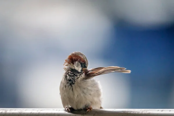 Ulsteinvik Norvège Août 2018 Moineau Oiseau Assis Sur Balcon Nettoyer — Photo