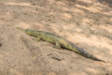 Indian Gharial crocodile on a land