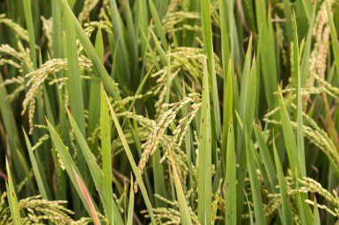 Yeşil çeltik tarlası hasat için hazır
