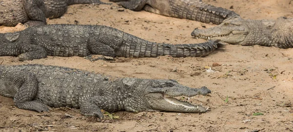 Grupo Crocodilos Terra — Fotografia de Stock