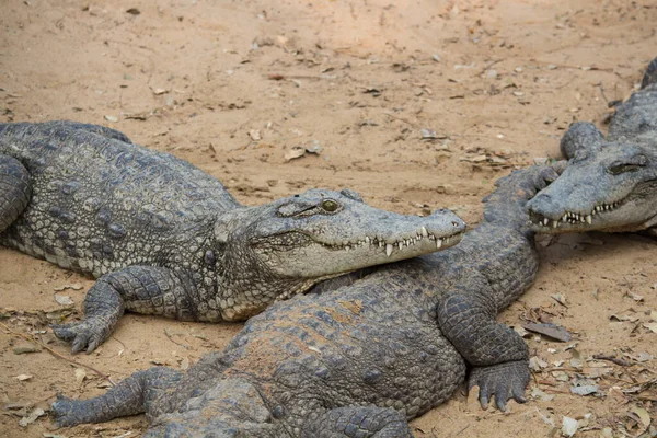 Group of crocodiles on land