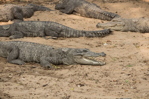 Grupo Crocodilos Dormindo Terra — Fotografia de Stock