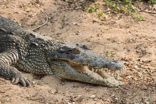 Boca Crocodilo Aberta Tiro Fecho — Fotografia de Stock