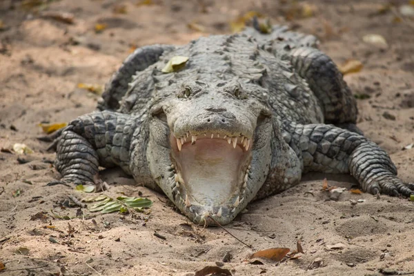 Boca Crocodilo Aberta Tiro Fecho — Fotografia de Stock