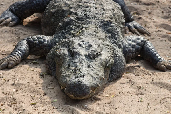 Crocodilo Dormindo Margem Rio Tiro Close — Fotografia de Stock