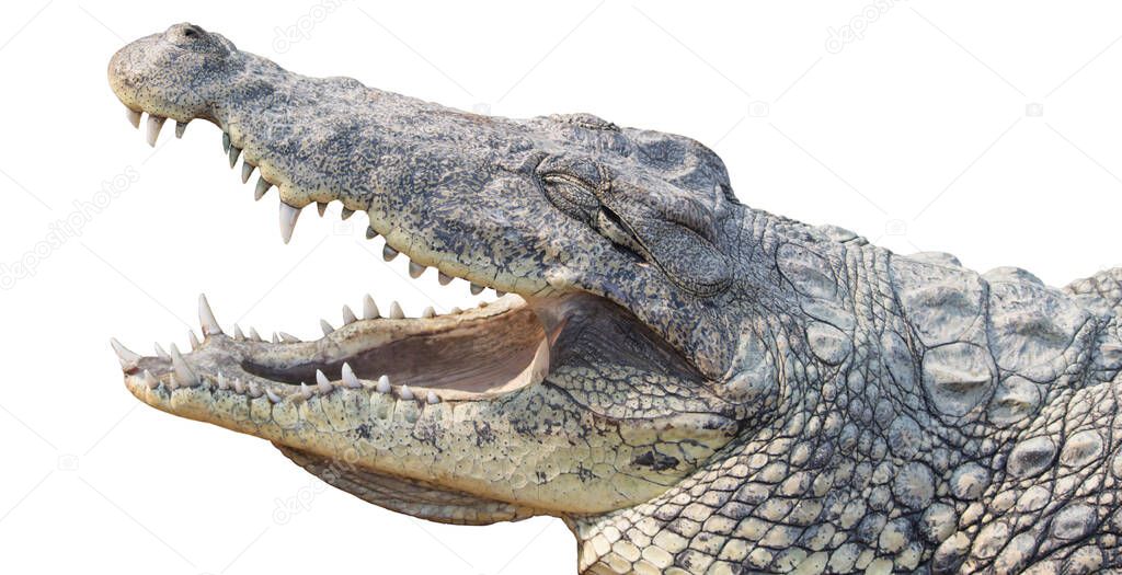 Crocodile head isolated with white background