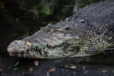 Timsah ağır öğle yemeğinden sonra dinleniyor.