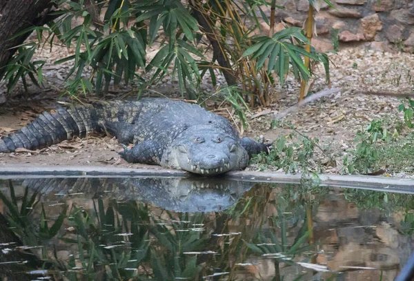 Crocodilo Deitado Perto Lagoa Água Com Reflexão Água — Fotografia de Stock