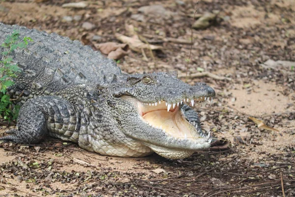 Boca Crocodilo Aberta Tiro Fecho — Fotografia de Stock