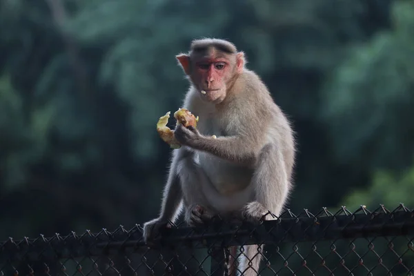 Macaco Capota Macaco Sentado Uma Cerca Comendo Frutas Vista Frontal — Fotografia de Stock