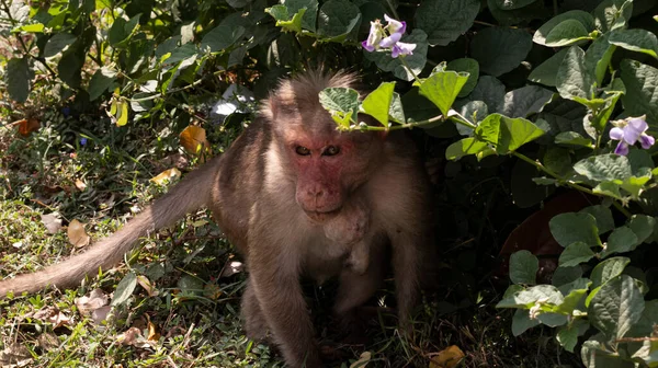 感染した首を持つ猿は茂みに隠れて — ストック写真