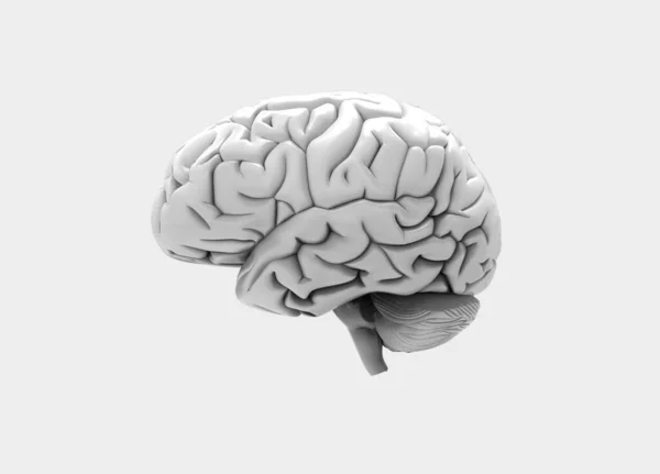 Render Human Brain Side View — Stock Photo, Image
