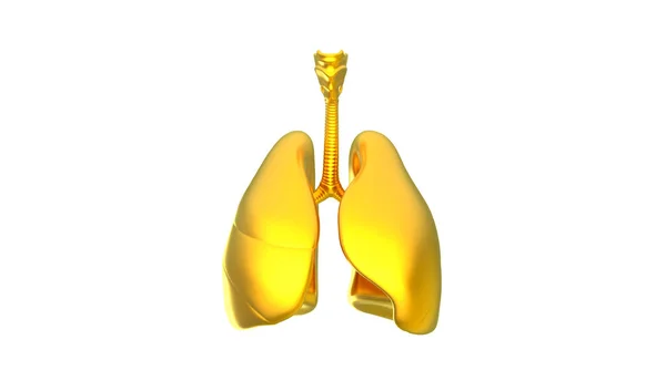 Render Image Lungs Golden Color — Stock Photo, Image