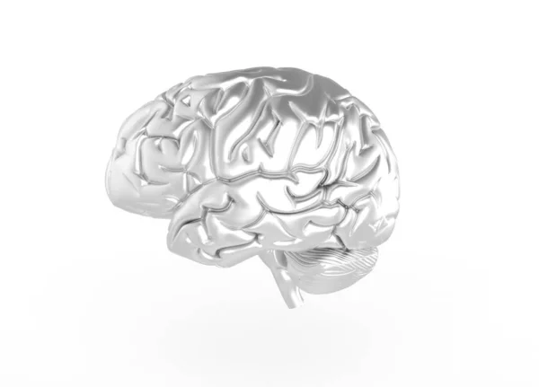 Render Brain Silver Metal Color — Stock Photo, Image