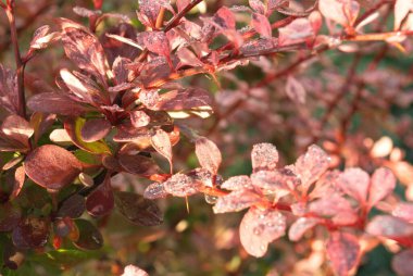 Kırmızı yapraklı çilek dalları