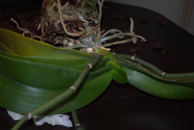 Koyu arkaplanda Phalaenopsis Orkidesi 'nin yaprakları, sapı ve kökleri.